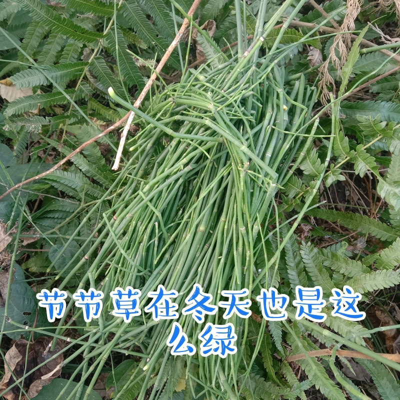 新鲜现采节节草中草药土木贼草锁眉草笔杆草笔筒草无心草的功效-图2