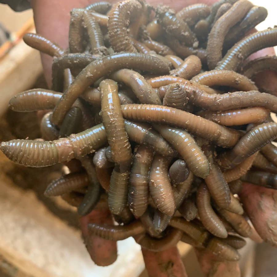 鲜活黑蚯蚓钓黄鳝青蚯蚓特大臭蚯蚓地龙活体蚯蚓野钓钓鱼鱼饵活铒