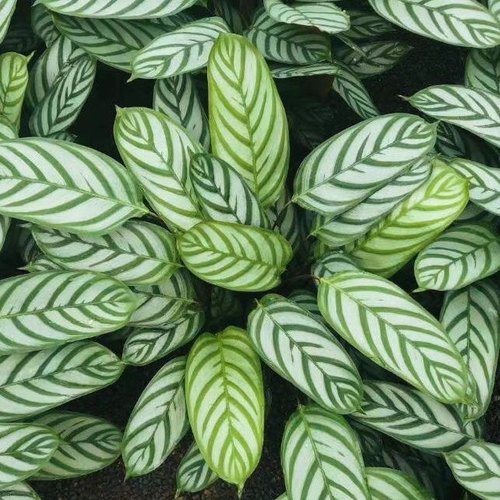 新飞羽竹芋盆栽植物青苹果红美丽紫贝翠玉观叶绿植净化空气吸甲醛 - 图2