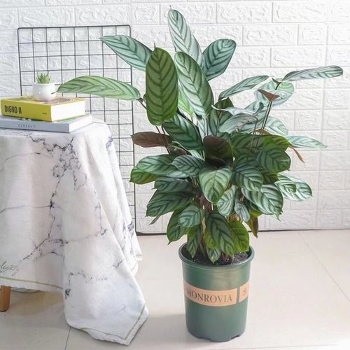 新飞羽竹芋盆栽植物青苹果红美丽紫贝翠玉观叶绿植净化空气吸甲醛 - 图1