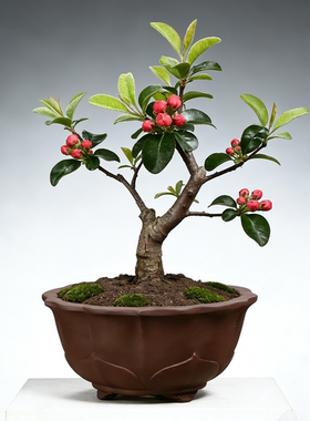 紫砂莲花圆形花盆吸水透气