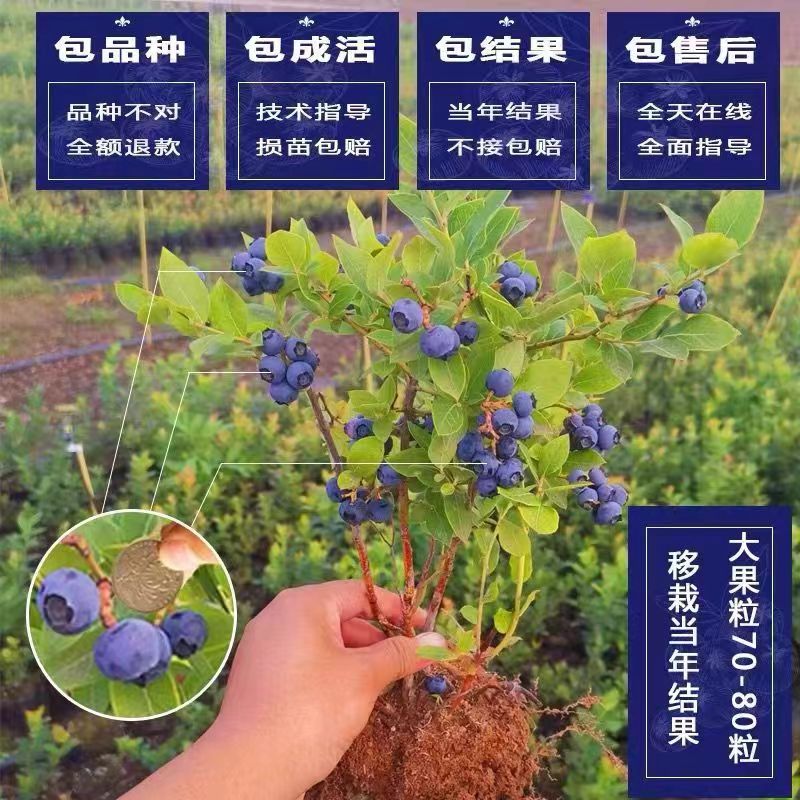 蓝莓树果苗盆栽带花带果地栽庭院果树南方北方种植当年结果蓝莓苗 - 图2