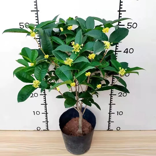 四季桂花盆栽树苗开花浓香型四季花卉庭院阳台植物原生桂花四季开 - 图0