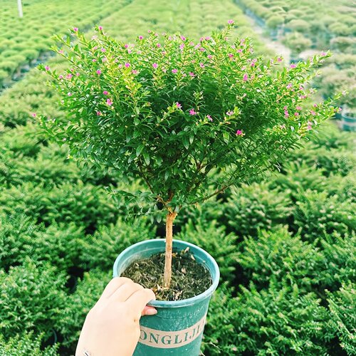 四季满天星盆栽萼距花工程绿化苗好养植物开花爆满孔雀兰庭院阳台 - 图0