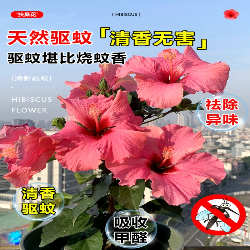 扶桑花盆栽重瓣树苗丹麦木槿花带花苞朱槿花室内阳台庭院四季花卉 - 图1