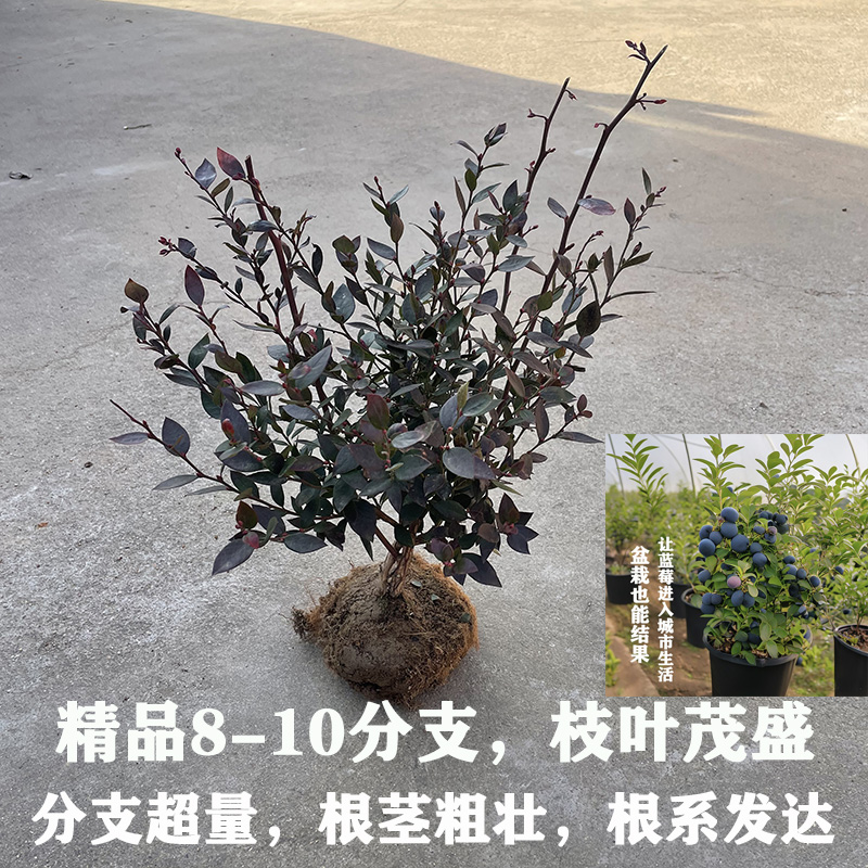 蓝莓树盆栽果苗蓝莓苗地栽果苗带大果南北方种植苗兔眼绿宝石果树 - 图1