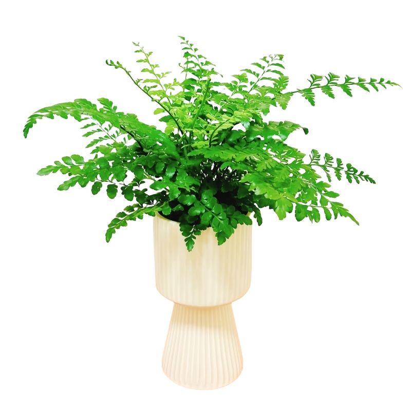 吉姆蕨盆栽网红蕨类植物办公室绿植室内欧洲蕨平安蕨宝石蕨铁线蕨 - 图3