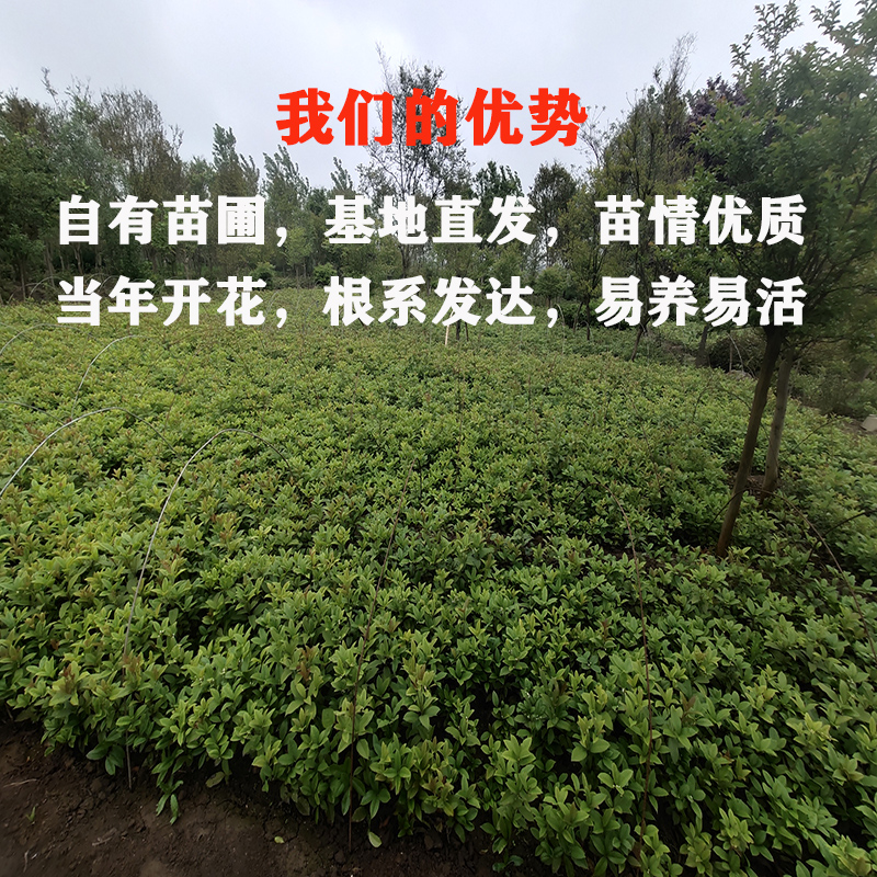 桂花盆栽树苗四季桂花卉浓香型桂花苗四季开花阳台室内花庭院地栽 - 图1