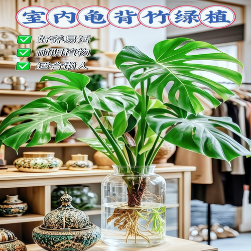 水培龟背竹绿植室内客厅装饰盆栽好养易活观叶植物室内客厅办公室 - 图1