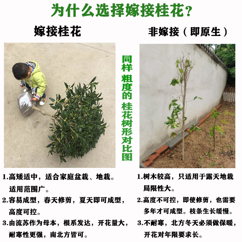 桂花盆栽树苗四季开花浓香植物嫁接金桂丹桂沉香桂四季桂阳台庭院 - 图0