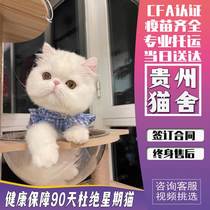 (Guizhou cat house) Garfy cat pure breeds Garfy cat Mankikang short footed cat Garfy pet kitty