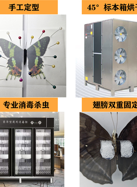 真实蝴蝶标本买三只送一只