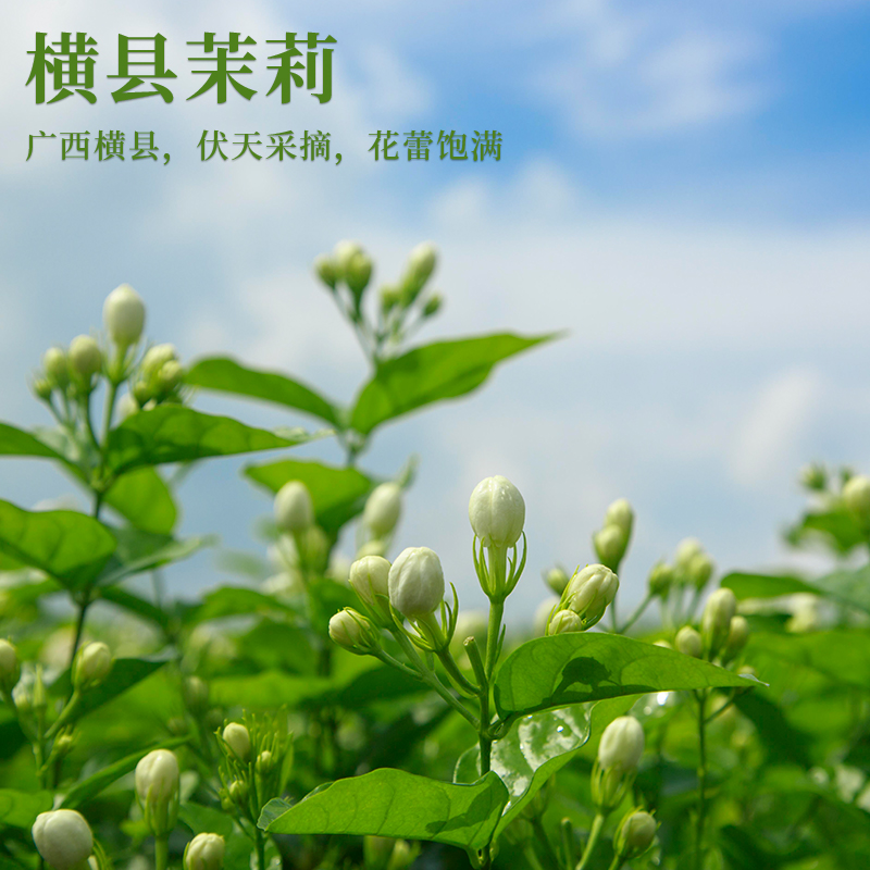 正宗茉莉花茶2024新茶叶浓香型横县茉莉绿茶飘雪冷泡自己喝散装