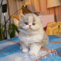 Living Three Flower Napoleon CFA International certified cat Shemankirkan Highlands Minut Bear version Dual lineage cub