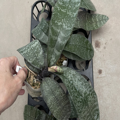 花农杰哥原生种直播用SWR芭比西蕾丽蝴蝶兰 - 图1