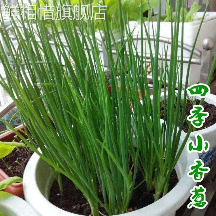 新鲜红葱头5斤盆栽蔬菜干小葱头黄葱头火葱农家自种吃香葱头包邮-图1