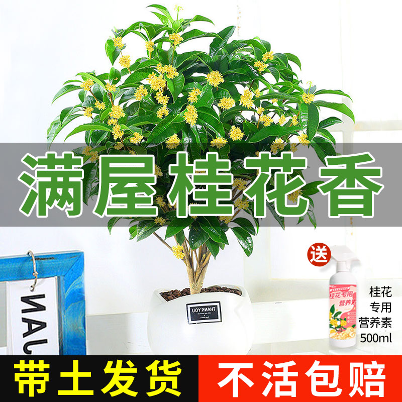 桂花树苗四季桂盆栽大树金桂可食用室内庭院开花浓香型花卉月月桂 - 图1