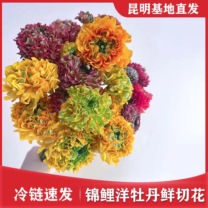 六出花水仙百合花鲜切花真花插花水养花家用鲜花云南昆明直发 - 图3