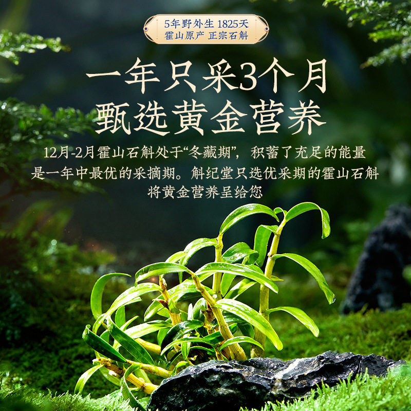  斛纪堂石斛/枫斗