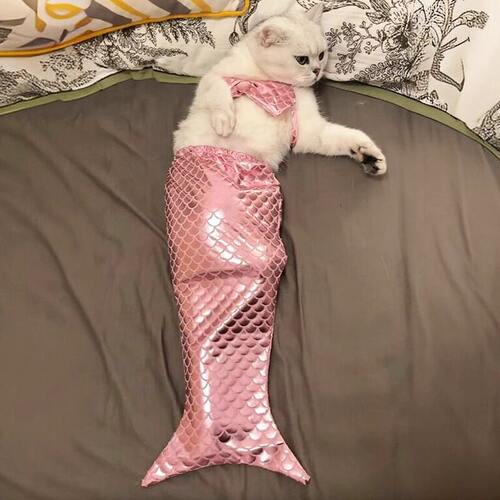 猫咪衣服美人鱼服饰宠物小猫搞怪造型变装拍照道具布偶搞笑鱼尾装 - 图3