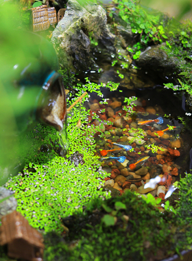 桌面流水生态微景观鱼缸