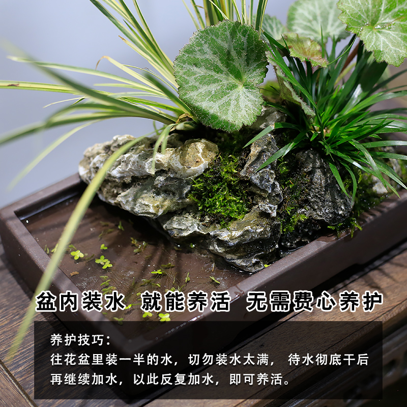 附石菖蒲小盆栽吸水石办公室工位绿植苔藓微景观山水盆景水培植物 - 图1