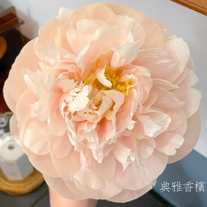 荷兰进口芍药花苗珊瑚稀有品种盆栽庭院大花卉正宗观赏耐寒高品质 - 图1