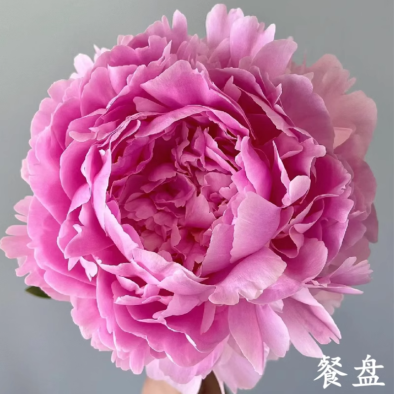 荷兰进口芍药花苗珊瑚稀有品种盆栽庭院大花卉正宗观赏耐寒高品质 - 图2