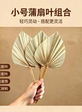 蒲扇叶干花橱窗装饰花材