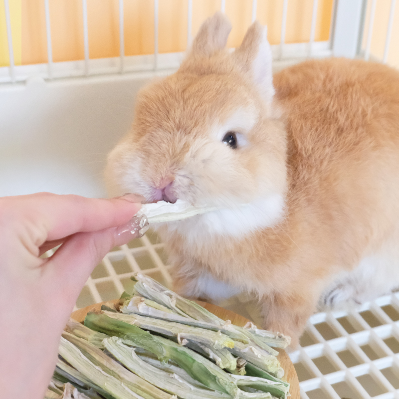 UMI兔子零食木瓜树芯耐咬小宠健康零食磨牙啃咬玩具仓鼠荷兰猪兔 - 图0