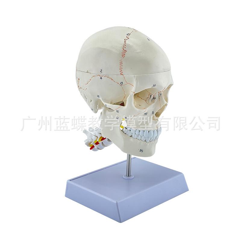自然大头骨带颈椎附脑模型 成人骨缝线头颅附脑动脉及颈椎模型 - 图3