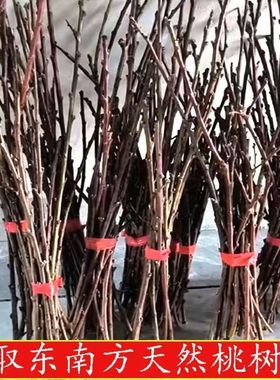 原木装饰乔迁送礼天然桃木桌面摆件10枝一捆手工