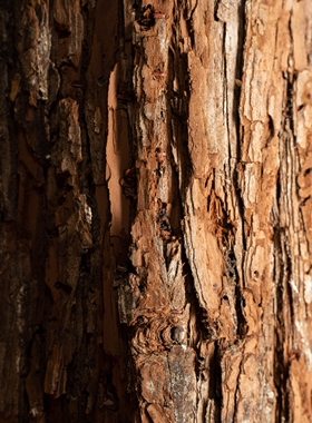 仿真木桩仿木墩树桩木墩木头桩子原木桩篱笆栅栏商场婚庆道具园艺