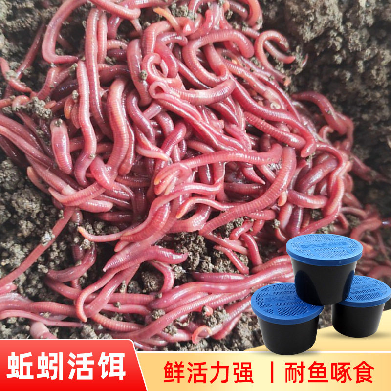 蚯蚓活饵活体鲜活钓鱼鱼饵红蚯蚓散装盒装黄鳝饵料黑蚯蚓红虫鱼饵,淘宝优惠券,粉丝福利购,淘宝优惠卷