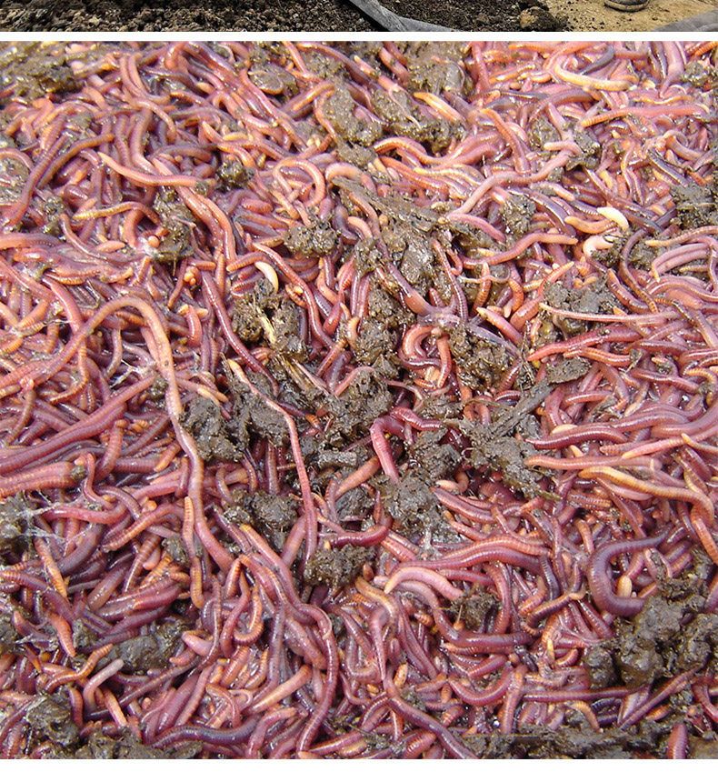 蚯蚓活饵活体鲜活钓鱼鱼饵红蚯蚓散装盒装黄鳝饵料黑蚯蚓红虫鱼饵,淘宝优惠券,粉丝福利购,淘宝优惠卷