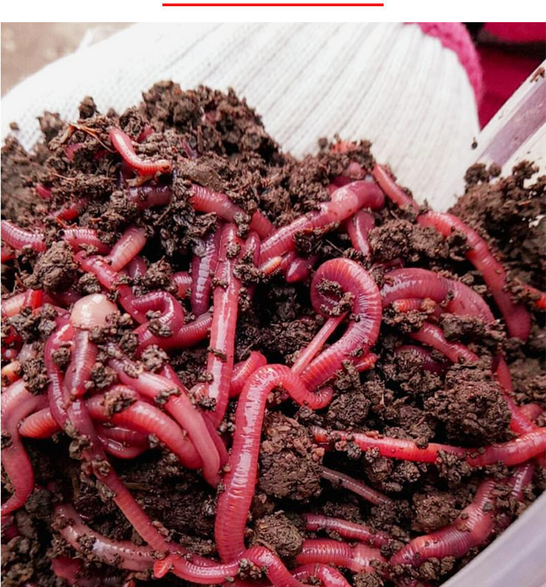 蚯蚓活饵活体鲜活钓鱼鱼饵红蚯蚓散装盒装黄鳝饵料黑蚯蚓红虫鱼饵,淘宝优惠券,粉丝福利购,淘宝优惠卷