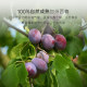 Fractions of prunes imported from California, prune seedless snacks, independent small packages of dried fruits