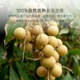 Fractions of dried longan Thai longan individually packaged