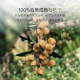 Fractions of Tangqi dried loquats in individual small packages
