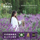 Morino phytohealing fruit rattle mixed bell