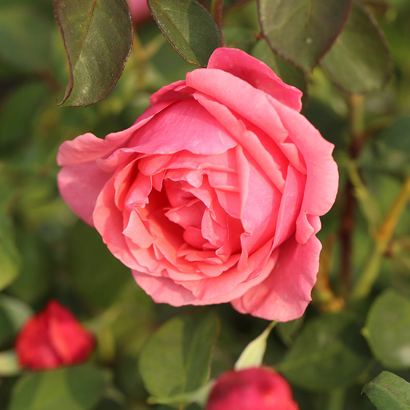 粉扇月季花苗浓香特大花老桩玫瑰月月开花绯扇四季盆栽阳台庭院树,淘宝优惠券,粉丝福利购,淘宝优惠卷