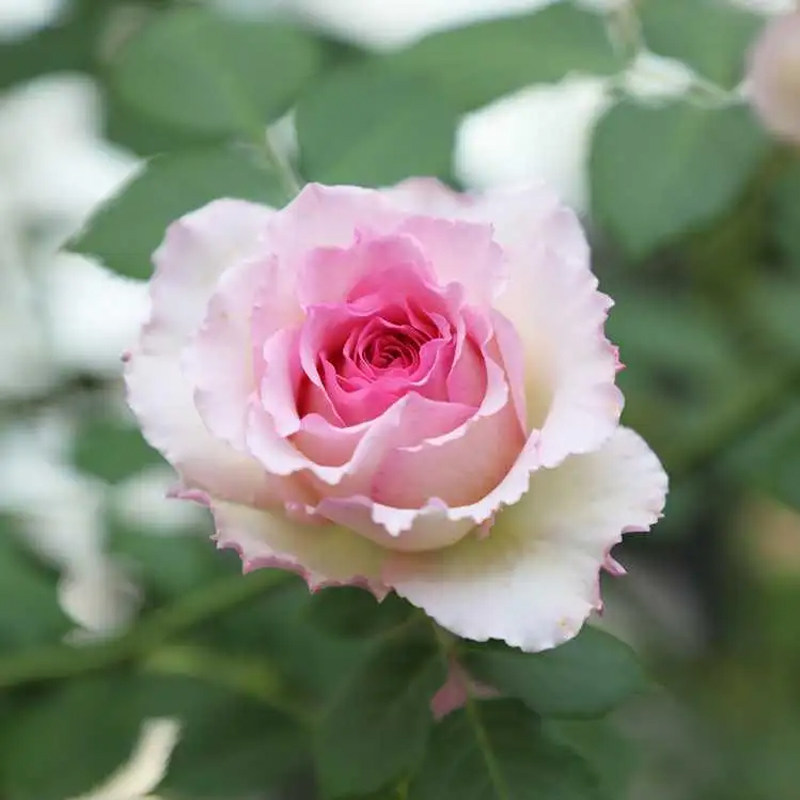 无刺爬藤蔷薇花罗衣浓香特大花多季开花藤本月季粉团庭院阳台花墙,淘宝优惠券,粉丝福利购,淘宝优惠卷