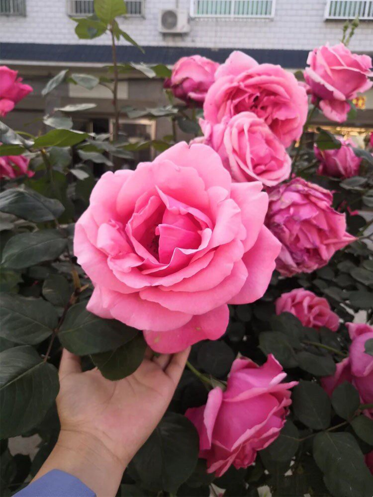 粉扇月季花苗浓香特大花老桩玫瑰月月开花绯扇四季盆栽阳台庭院树,淘宝优惠券,粉丝福利购,淘宝优惠卷