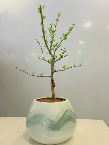 绿宝石海棠花盆栽彩玉海棠老桩长寿冠红色海棠盆景垂丝树苗阳台花 - 图1