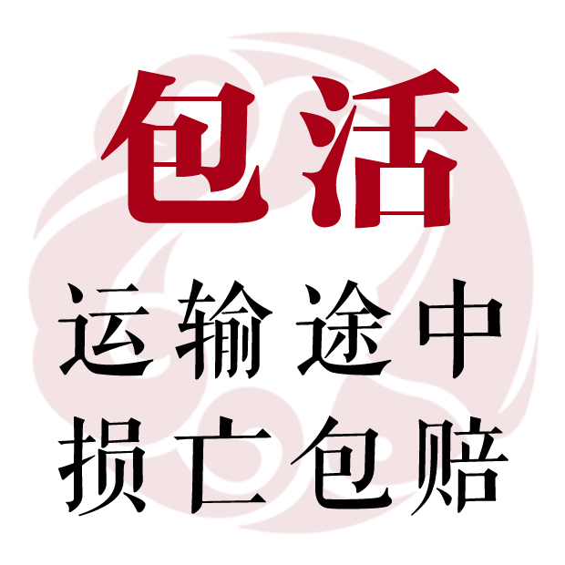 条纹小鲃原生鱼冷水鱼活体中国斗鱼淡水鱼清洁鱼养耐活观赏鱼好养-图0