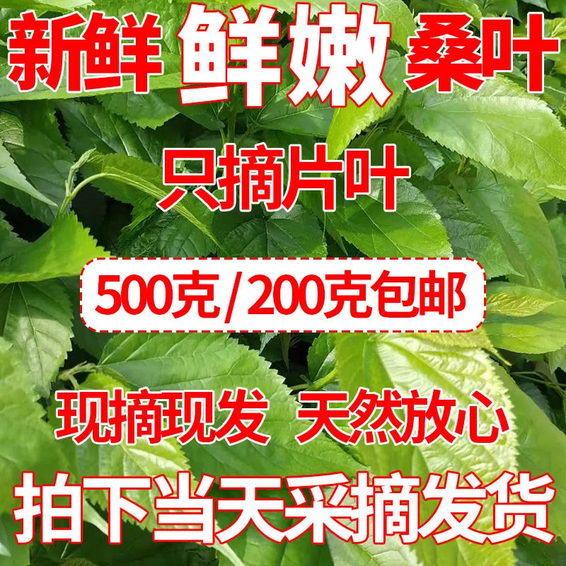 新鲜桑叶基地现摘食用养蚕饲料新鲜嫩叶蚕卵蚕宝宝食物500包邮 - 图0