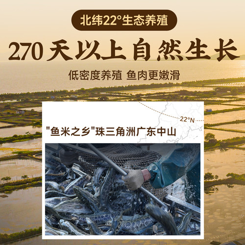 叮叮懒人菜免浆黑鱼片新鲜酸菜鱼水煮鱼火锅食材汤底鲜切去骨少刺 - 图3