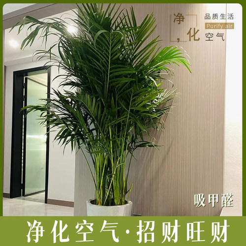 散尾葵盆栽客厅大型绿植室内富贵椰子盆栽凤尾竹袖珍花卉植物旺宅 - 图2