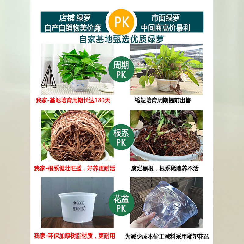 绿萝盆栽室内吸除甲醛绿植花卉净化空气长藤大盆绿箩植物水培吊兰 - 图2