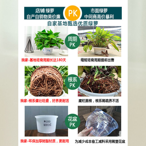 新房家用绿萝盆栽室内绿植花卉净化空气长藤大盆绿箩植物水培吊兰 - 图2